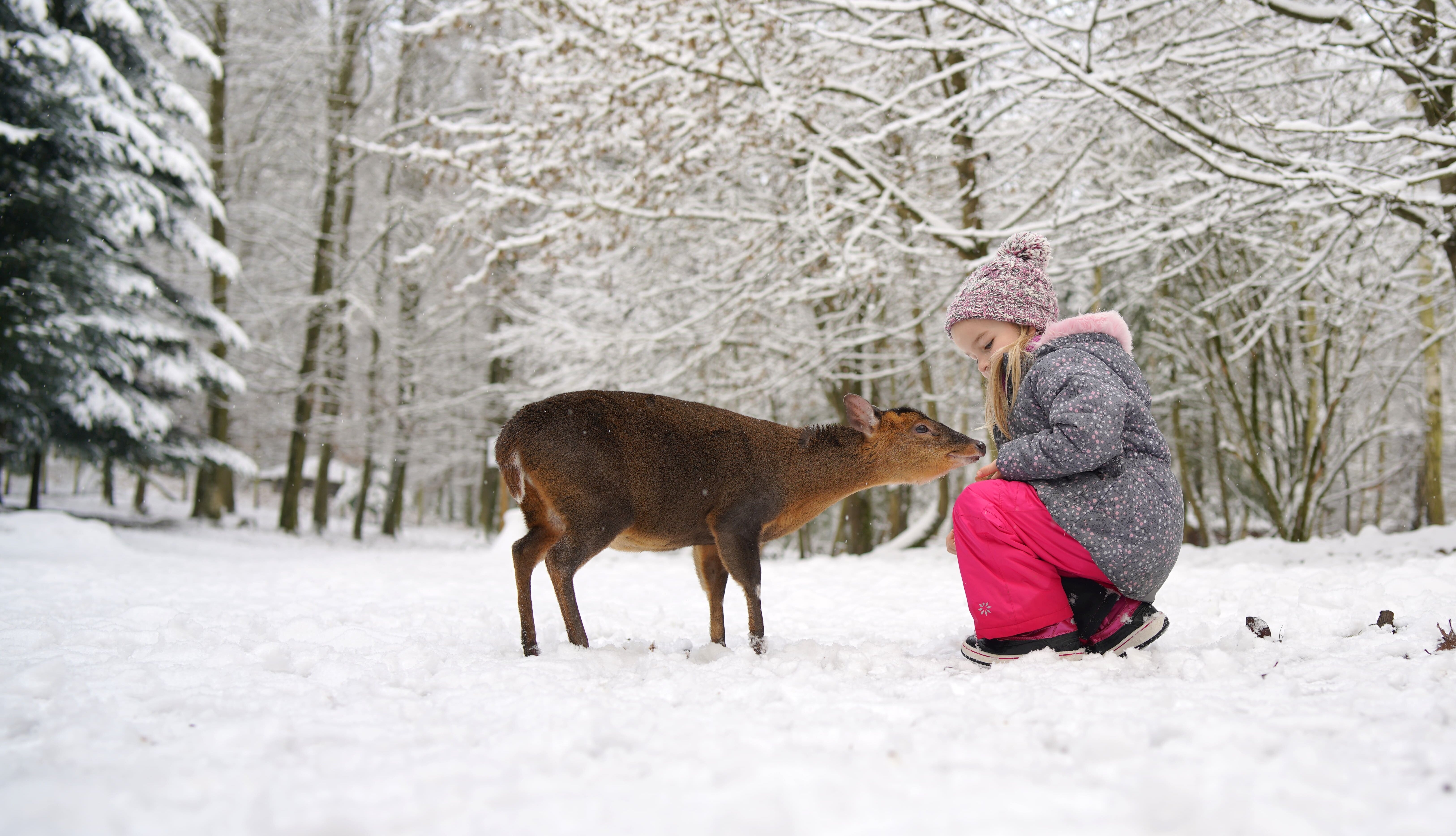 Mädchen füttert Muntjak